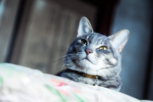 ブログを毎日継続して更新するために心がけること